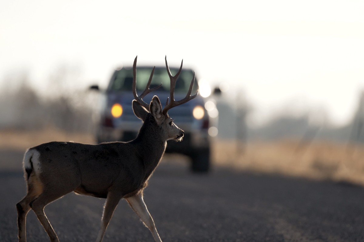 Oh, deer: Busy time for our wildlife neighbors brings dangers for humans and mule deer